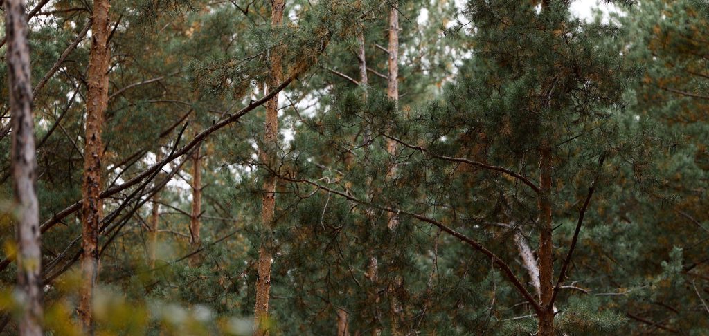 Тур с проживанием Дыхание леса