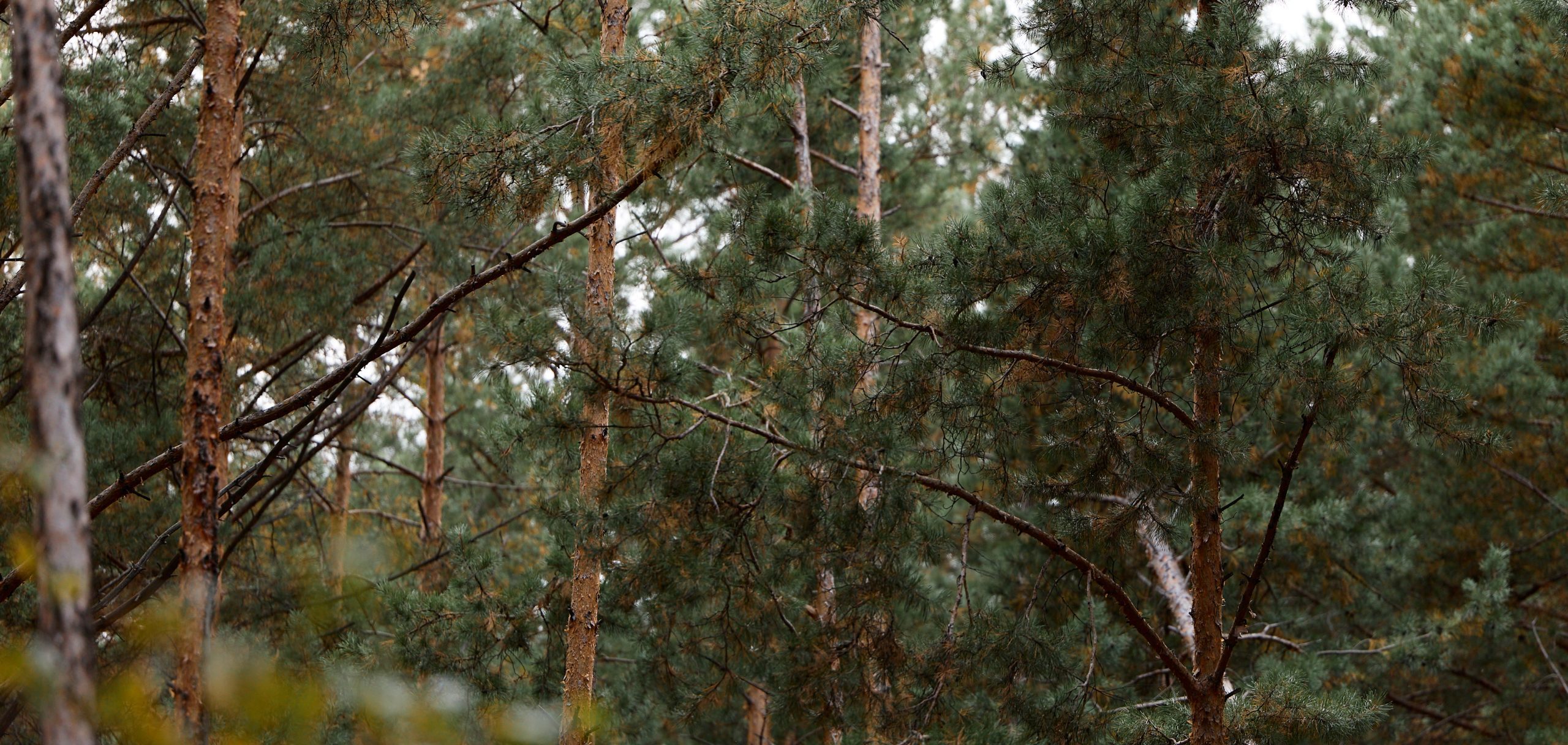 Тур с проживанием Дыхание леса