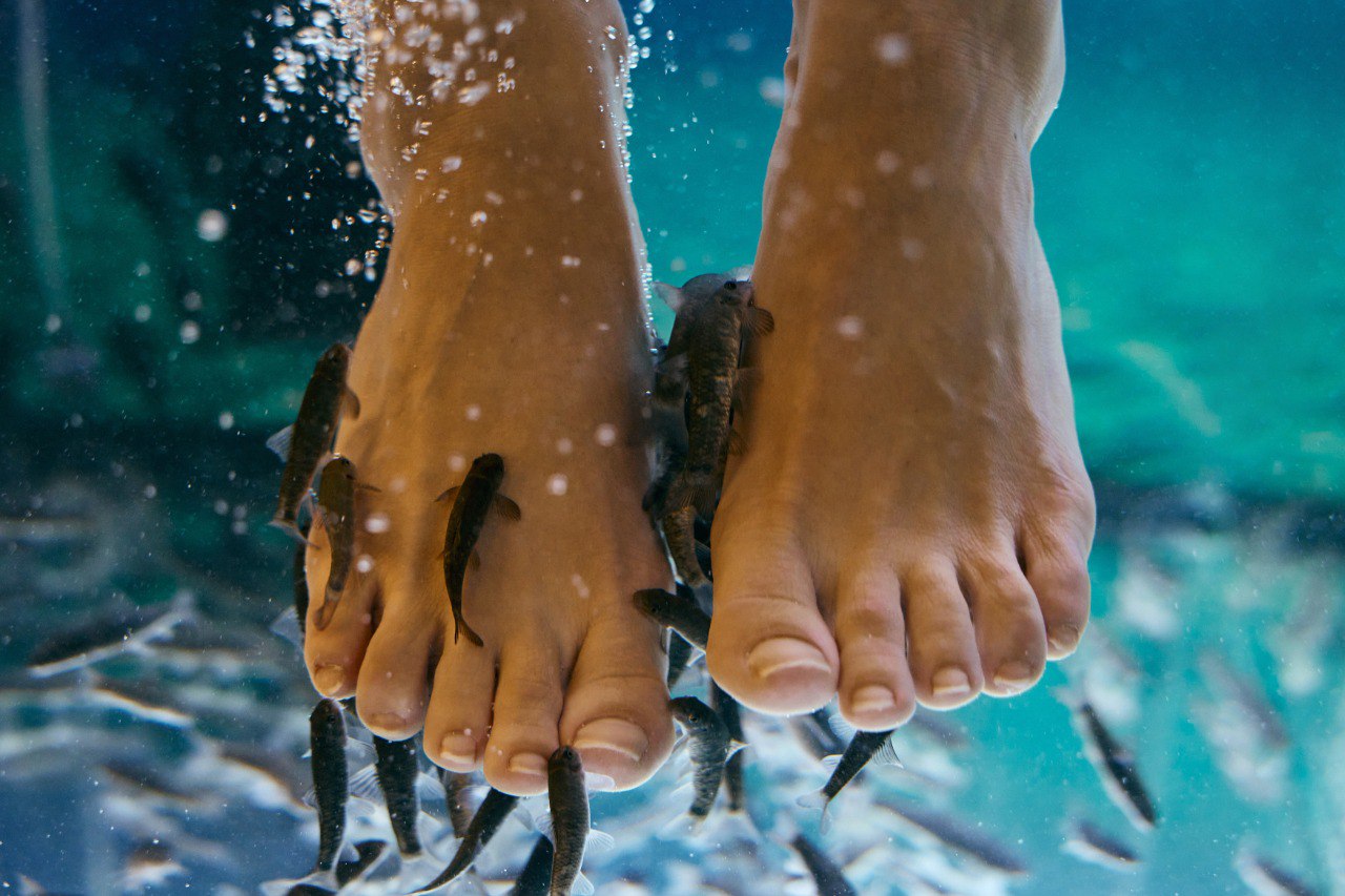 Оздоровительная процедура «Фишинг Пилинг гарра руфа» Оздоровительная процедура «Фишинг Пилинг гарра руфа»